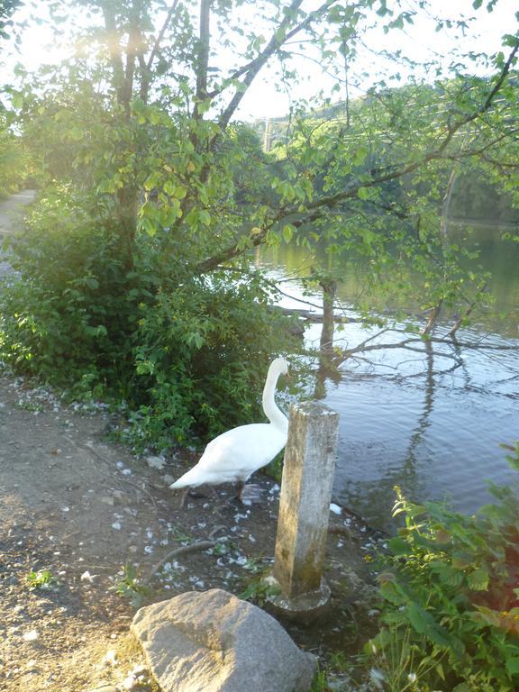 Storchennest Daire Bad Säckingen Dış mekan fotoğraf